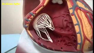 External and internal features of the heart  plastic model [upl. by Garda]