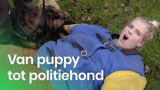 De training van een politiehond  Het Klokhuis [upl. by Sheppard]