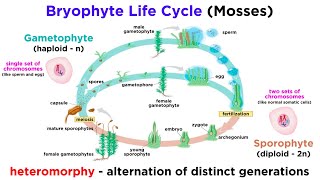 Bryophytes and the Life Cycle of Plants [upl. by Akimaj]