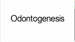 Odontogenesis [upl. by Onaivlis431]