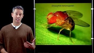 Online Developmental Biology Introduction to Drosophila [upl. by Ferris]