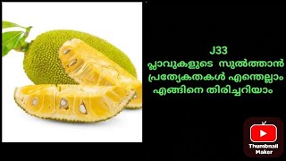 J 33 പ്ലാവുകളുടെ സുൽത്താനോ [upl. by Akenal]