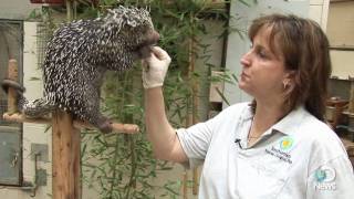 Prehensiletailed Porcupine [upl. by Halford58]