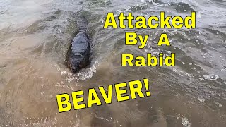 Dangerous Wildlife Man Attacked By A Rabid Beaver [upl. by Eciralc]