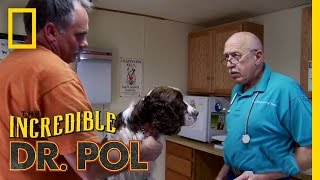 Saving the Family Dog  The Incredible Dr Pol [upl. by Shig]