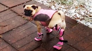 Dogs Try Booties For The First Time [upl. by Gary]