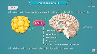 Leptin and Ghrelin hormones mechanism of action  Physiology  USMLE Step 1 [upl. by Nylyrehc149]