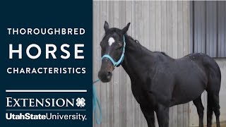 Thoroughbred Horse Characteristics [upl. by Jeggar]