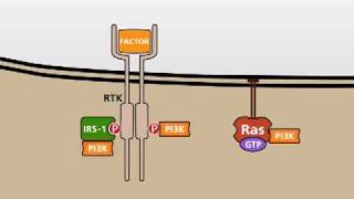 The PI3KAKT signalling pathway [upl. by Oribel]