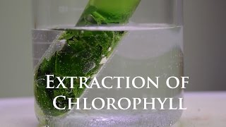 Extraction and Fluorescence of Chlorophyll [upl. by Orestes]