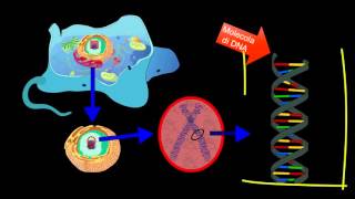 Il DNA  Scienze facili byAP [upl. by Kcolttam]