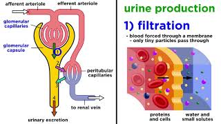 The Urinary System [upl. by Blankenship]