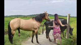 My sister training care her lovely horse in beginner 2021 [upl. by Emma]