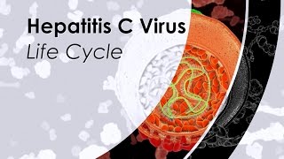 Hepatitis A Hepatovirus A [upl. by Eerahs]