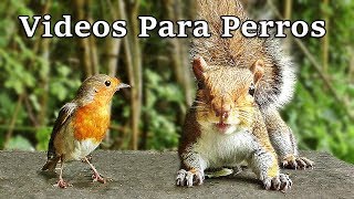 Videos Para Perros  Pájaros y Ardillas [upl. by Corwun564]