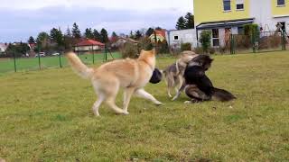 Czechoslovakian amp American Wolfdogs [upl. by Haseefan362]