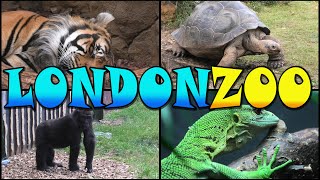 LONDON ZOO Walking Tour  England 4k [upl. by Naginarb]