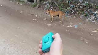 Dog Repeller Dog Repellent Original J1003 Dog Go Away [upl. by Suoirrad798]