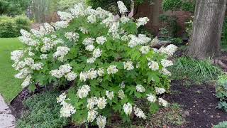 Best Plants Series  Oakleaf Hydrangea [upl. by Erline]