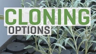 Cloning Plants—You Have Options [upl. by Roeser]