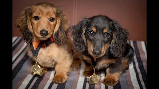 Romanee amp Conti  Miniature Dachshund Puppies  4 Weeks Residential Dog Training [upl. by Ttihw]