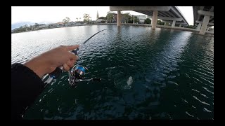 Maroochydore River TREVALLY Fishing [upl. by Naillimixam]