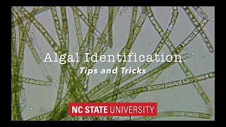 Introduction to Algae Identification Tips amp Tricks [upl. by Becka]