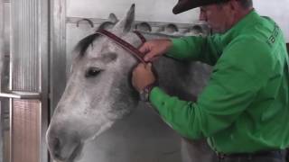 Miracle Collar® for Cribbing Horses [upl. by Bale397]