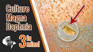 How to culture DAPHNIA MAGNA  The easy way [upl. by Enilrad]