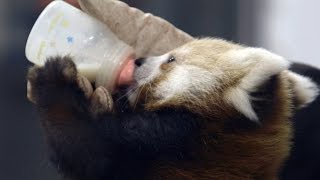 Wild Inside the National Zoo Raising Red Pandas [upl. by Teryn]