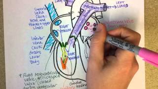 Heart Structure and Circulation [upl. by Nadeau]