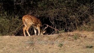 Chital deer gets deadly close to a sunbathing rock python [upl. by Schaab592]