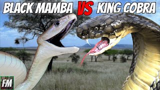 Black Mamba vs King Cobra  Which is more Dangerous [upl. by Pinelli529]