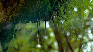 Regen in der Natur Regengeräusche zum Einschlafen 6 Stunden Naturgeräusche in 4K [upl. by Ecirehc]