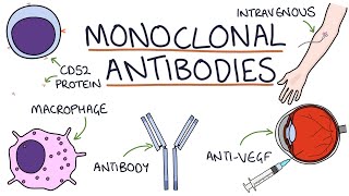 How do monoclonal antibodies work Rituximab infliximab adalimumab and others [upl. by Kabob]