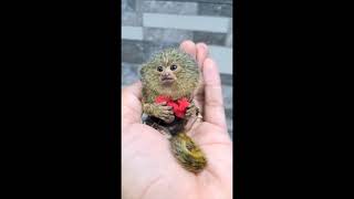 Pygmy Marmoset The worlds smallest monkey [upl. by Noramac]