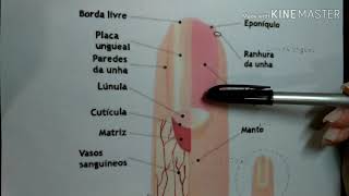 Anatomia das unhas naturais [upl. by Noyr]