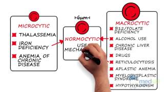 Hematology – Anemia By Karima Khamisa MD [upl. by Nosneb]