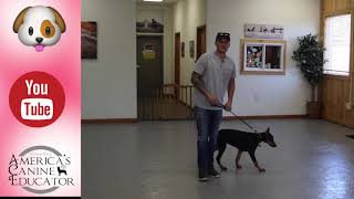 Stop leash pulling in 3 Easy steps Ep1 Dog Training with Americas Canine Educator [upl. by Aicilav]