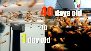 HOW I FEED BABIES MOLLY BALLOON FISH from day 1 to day 40 [upl. by Carola552]