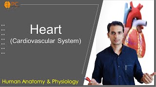 Human Heart Anatomy and Physiology Cardiovascular System [upl. by Kcirtap]