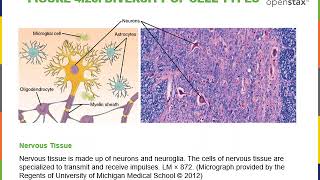 Introduction to Cytology Part 1 [upl. by Gnoht]