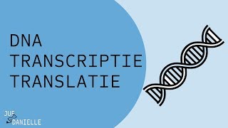 Van DNA naar eiwit transcriptie en translatie [upl. by Arondel242]