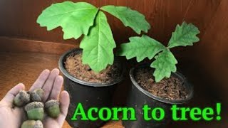 How to grow a White Oak tree from acornseed [upl. by Ahseiat]