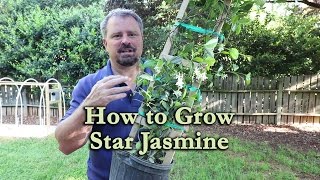 How to grow Star Jasmine Confederate Jasmine with a detailed description [upl. by Burra]