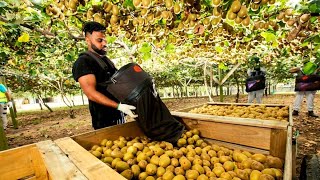 🥝 AWESOME DAY ON KIWI FRUIT ORCHARD NEW ZEALAND [upl. by Jacob]