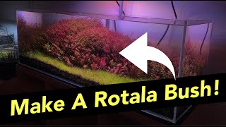 How To Trim Stem Plants The BEST Tips and Tricks To Make A Rotala Bush [upl. by Adiela454]