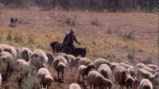 Montana Sheep Drive  Americas Heartland [upl. by Lanae]