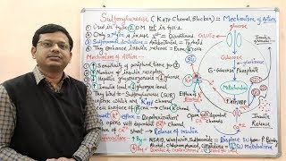 Diabetes Mellitus Part10 Mechanism of Action of Sulfonylurease  Antidiabetic Drugs  Diabetes [upl. by Weirick]