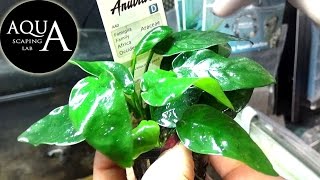 Aquascaping Lab  ANUBIAS Barteri Aquatic plant technical sheet Bonsai Nana  Descrizione [upl. by Lenad438]